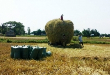 Biến rơm rạ thành… tiền!