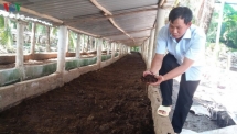 Thanh niên khởi nghiệp làm giàu từ nuôi trùn quế