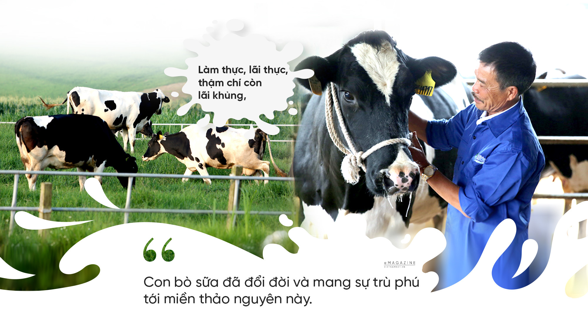 b&amp;ograve; sữa,trang trại b&amp;ograve;,tỷ ph&amp;uacute; n&amp;ocirc;ng d&amp;acirc;n,chăn nu&amp;ocirc;i b&amp;ograve; sữa,N&amp;ocirc;ng trường Mộc Ch&amp;acirc;u,l&amp;agrave;ng tỷ ph&amp;uacute;