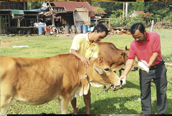Hộ d&amp;acirc;n tộc Ma Coong ph&amp;aacute;t triển m&amp;ocirc; h&amp;igrave;nh chăn nu&amp;ocirc;i b&amp;ograve; từ nguồn vốn ưu đ&amp;atilde;i