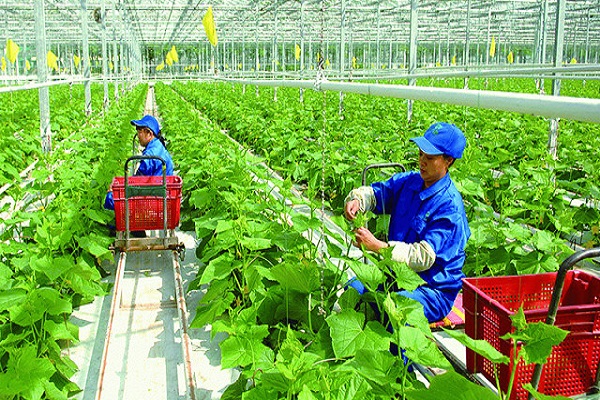 Thu h&amp;uacute;t doanh nghiệp đầu tư v&amp;agrave;o n&amp;ocirc;ng nghiệp sạch