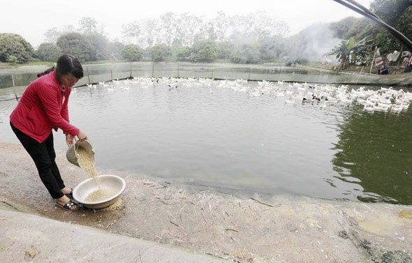 Nhiều hộ d&amp;acirc;n trong tỉnh vay vốn ch&amp;iacute;nh s&amp;aacute;ch cải tạo ruộng l&amp;uacute;a k&amp;eacute;m hiệu quả th&amp;agrave;nh ao nu&amp;ocirc;i c&amp;aacute;, vịt đẻ, trồng c&amp;acirc;y ăn quả