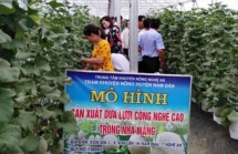 Nam Đàn (Nghệ An): Tạo thuận lợi cho doanh nghiệp liên kết sản xuất với người dân nhằm nâng cao chất lượng, sức cạnh tranh của nông sản