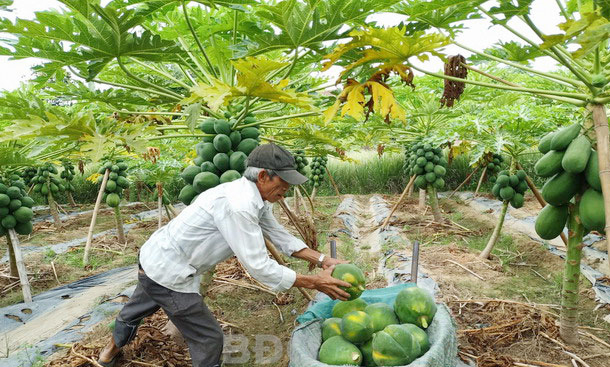 Nguồn vốn từ ng&amp;acirc;n s&amp;aacute;ch địa phương ủy th&amp;aacute;c sang NHCSXH gi&amp;uacute;p người ngh&amp;egrave;o tr&amp;ecirc;n địa b&amp;agrave;n B&amp;igrave;nh Định mở rộng sản xuất