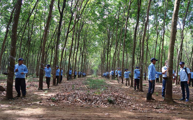 Cao su Đắk Lắk l&amp;atilde;i r&amp;ograve;ng gần 15 tỷ nhờ gi&amp;aacute; mủ tăng cao