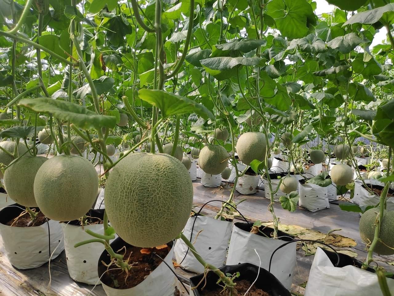 S&amp;agrave;n TMĐT Sendo khai th&amp;aacute;c n&amp;ocirc;ng sản trực tiếp từ vườn Dưa lưới tại B&amp;igrave;nh Phước