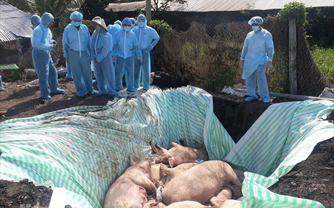 Ti&amp;ecirc;u huỷ đ&amp;agrave;n heo