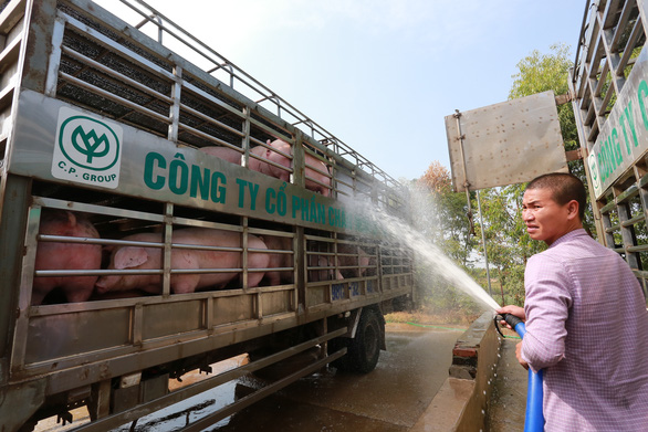 Gi&amp;aacute; b&amp;aacute;n heo hơi tại C&amp;ocirc;ng ty CP h&amp;ocirc;m nay 45.000 đồng/kg