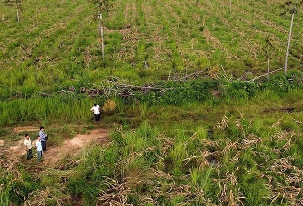 Năm 2010, khu vực này còn rất nhiều cây rừng, chủ yếu là gỗ dầu. Thời gian sau, nhiều diện tích bị mất trắng Năm 2010, khu vực này còn rất nhiều cây rừng, chủ yếu là gỗ dầu. Thời gian sau, nhiều diện tích bị mất trắng
