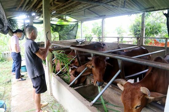 Gia đ&amp;igrave;nh anh Nguyễn Văn Đạo, khu Ph&amp;uacute; Y&amp;ecirc;n, x&amp;atilde; Tạ X&amp;aacute; được ng&amp;acirc;n h&amp;agrave;ng CSXH huyện cho vay vốn hộ cận ngh&amp;egrave;o nu&amp;ocirc;i b&amp;ograve; sinh sản