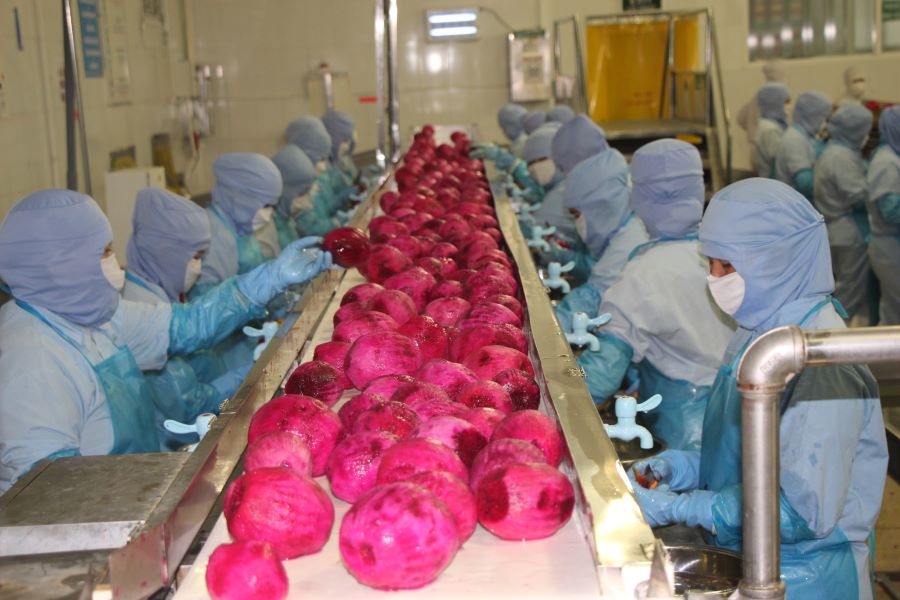 Chế biến rau quả xuất khẩu tại C&amp;ocirc;ng ty Antesco