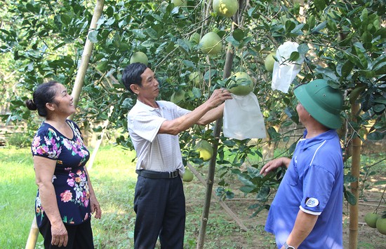 X&amp;atilde; Ch&amp;iacute; Đ&amp;aacute;m, huyện Đoan H&amp;ugrave;ng c&amp;oacute; 121 ha trồng bưởi tập trung, trong đ&amp;oacute; c&amp;oacute; 106 ha bưởi thời kỳ kinh doanh