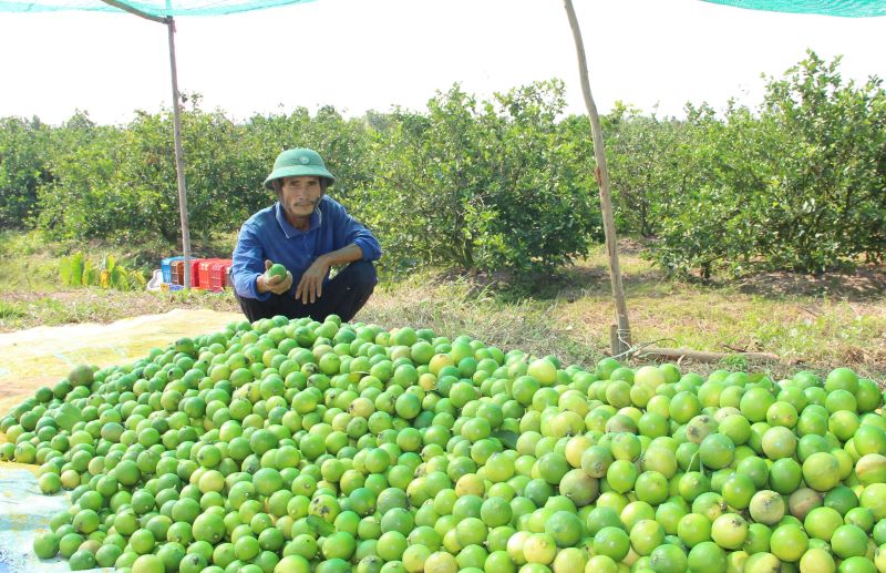 Tr&amp;aacute;i chanh (Long An) xuất khẩu sang thị trường Ch&amp;acirc;u &amp;Acirc;u h&amp;agrave;ng năm