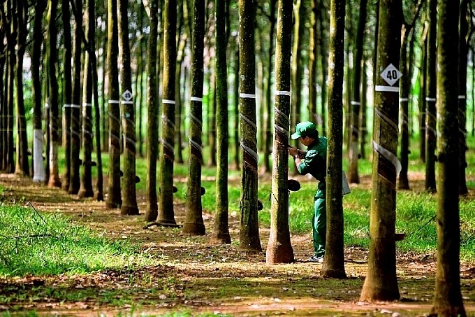 Doanh thu thuần qu&amp;yacute; 3 giảm, Cao Su Phước H&amp;ograve;a vẫn đạt 96% kế hoạch l&amp;atilde;i 2023 sau 9 th&amp;aacute;ng