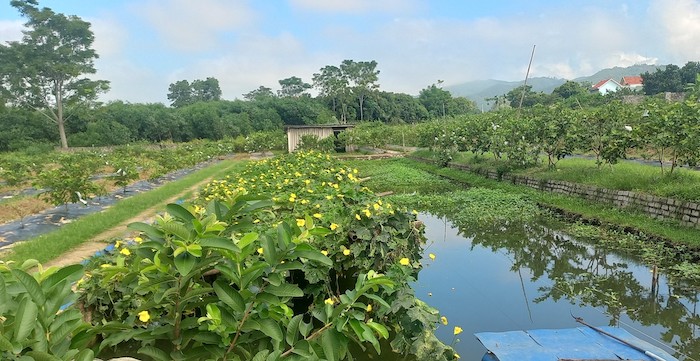 Từ nguồn vốn ng&amp;acirc;n s&amp;aacute;ch địa phương uỷ th&amp;aacute;c, Ng&amp;acirc;n h&amp;agrave;ng CSXH thị x&amp;atilde; Ho&amp;agrave;ng Mai đ&amp;atilde; cho gia đ&amp;igrave;nh anh Nguyễn Văn Th&amp;agrave;nh, tr&amp;uacute; tại th&amp;ocirc;n 1, x&amp;atilde; Quỳnh Vinh vay để đầu tư vườn mẫu chuẩn n&amp;ocirc;ng th&amp;ocirc;n mới