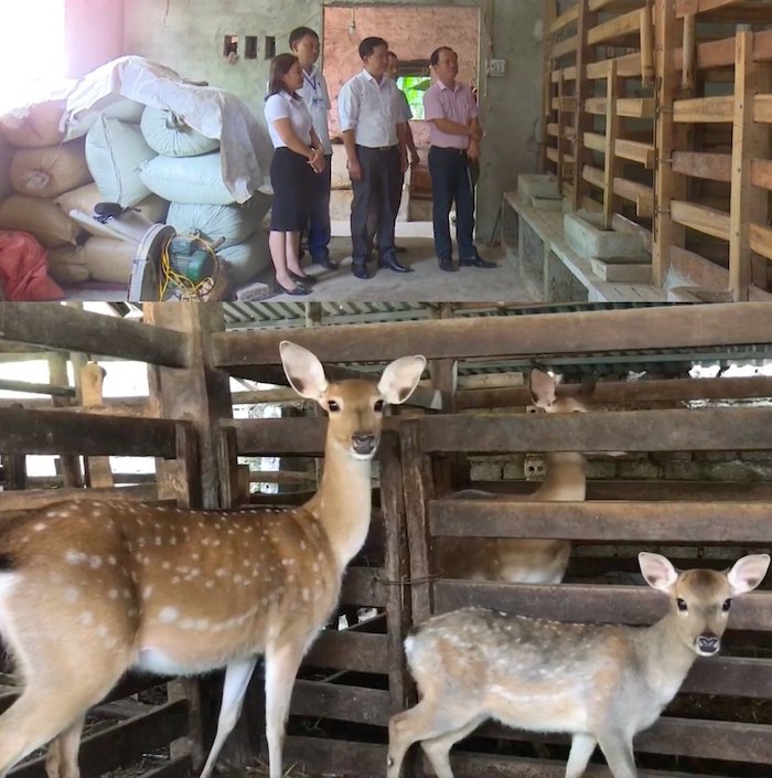 Ph&amp;oacute; Chủ tịch UBND thị x&amp;atilde; Ho&amp;agrave;ng Mai Nguyễn Anh Văn - Trưởng Ban đại diện HĐQT Ng&amp;acirc;n h&amp;agrave;ng CSXH thị x&amp;atilde; Ho&amp;agrave;ng Mai c&amp;ugrave;ng với &amp;ocirc;ng Nguyễn Văn Cường - Gi&amp;aacute;m đốc Ng&amp;acirc;n h&amp;agrave;ng CSXH thị x&amp;atilde; Ho&amp;agrave;ng Mai đi kiểm tra m&amp;ocirc; h&amp;igrave;nh chăn nu&amp;ocirc;i hươu của người d&amp;acirc;n tr&amp;uacute; tại phường Quỳnh Xu&amp;acirc;n. M&amp;ocirc; h&amp;igrave;nh chăn nu&amp;ocirc;i n&amp;agrave;y được x&amp;acirc;y dựng v&amp;agrave; ph&amp;aacute;t triển bằng nguồn vốn t&amp;iacute;n dụng ch&amp;iacute;nh s&amp;aacute;ch ưu đ&amp;atilde;i