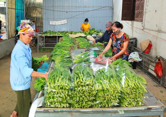 HTX Sản xuất v&amp;agrave; kinh doanh n&amp;ocirc;ng sản sạch L&amp;acirc;m Thao