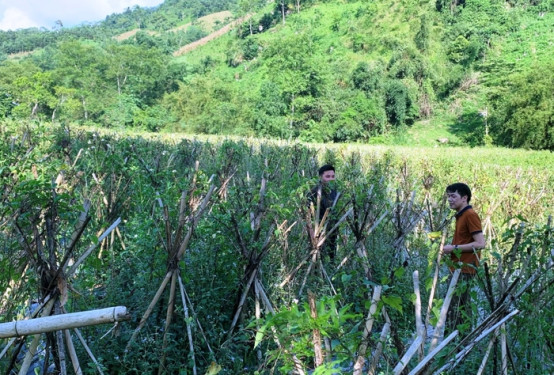 Bắc Kạn: Phát triển cây dược liệu gắn với chế biến, tiêu thụ sản phẩm