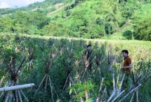Bắc Kạn: Phát triển cây dược liệu gắn với chế biến, tiêu thụ sản phẩm