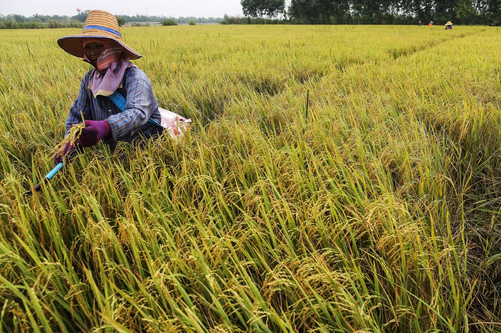 H&amp;igrave;nh ảnh người n&amp;ocirc;ng d&amp;acirc;n ở Th&amp;aacute;i Lan