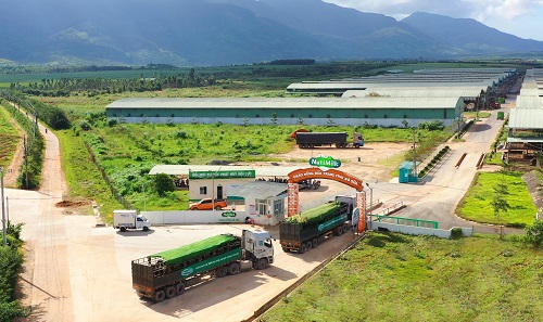 Sau khi được nhập tịch ở cảng Quy Nhơn, b&amp;ograve; được chuyển về trang trại b&amp;ograve; sữa NutiMilk tại Gia Lai
