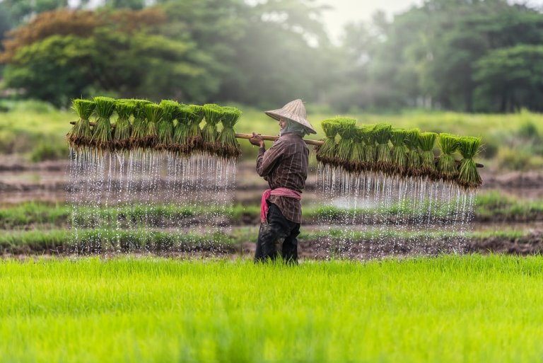 Người n&amp;ocirc;ng d&amp;acirc;n Campuchia canh t&amp;aacute;c l&amp;uacute;a gạo