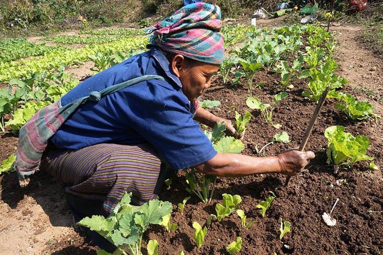 N&amp;ocirc;ng d&amp;acirc;n canh t&amp;aacute;c n&amp;ocirc;ng nghiệp tại L&amp;agrave;o