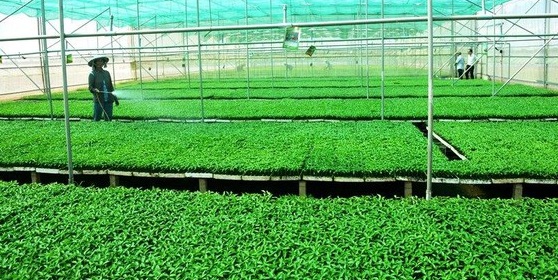 M&amp;ocirc; h&amp;igrave;nh trồng rau theo hướng an to&amp;agrave;n ứng dụng c&amp;ocirc;ng nghệ cao