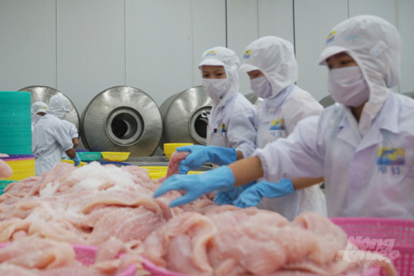 Chế biến c&amp;aacute; tra xuất khẩu ở C&amp;ocirc;ng ty Cổ phần H&amp;ugrave;ng Vương