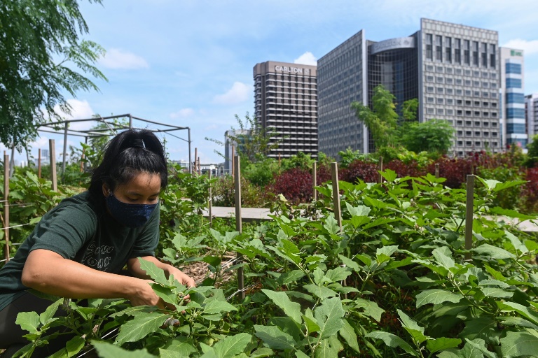N&amp;ocirc;ng nghiệp đ&amp;ocirc; thị tại Singapore