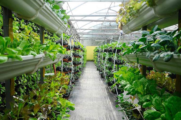 M&amp;ocirc; h&amp;igrave;nh n&amp;ocirc;ng nghiệp thẳng đứng của h&amp;atilde;ng Sustenir Agricultural
