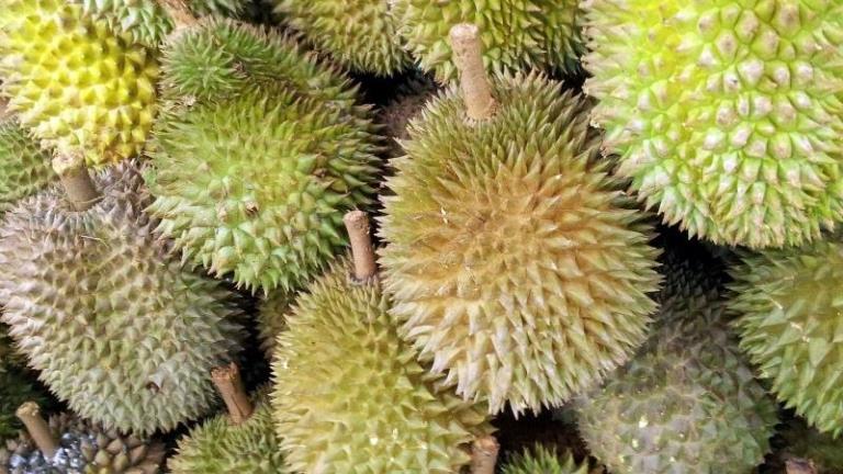 Sầu Ri&amp;ecirc;ng Th&amp;aacute;i Lan