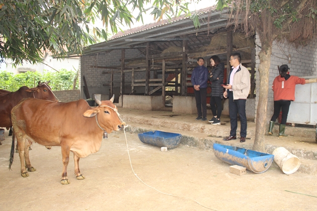 Nhờ nguồn vốn vay của NHCSXH, nhiều hộ n&amp;ocirc;ng d&amp;acirc;n ở huyện Q&amp;ugrave;y Ch&amp;acirc;u c&amp;oacute; cơ hội tho&amp;aacute;t ngh&amp;egrave;o, vươn l&amp;ecirc;n l&amp;agrave;m gi&amp;agrave;u