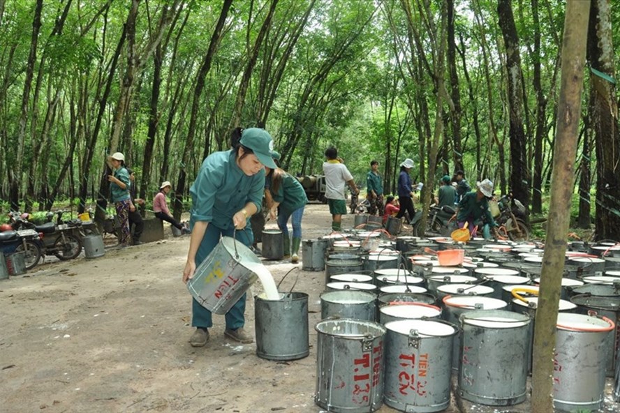 Cao su Đắk Lắk muốn th&amp;ocirc;i l&amp;agrave;m c&amp;ocirc;ng ty mẹ của Đầu tư Cao su Đắk Lắk