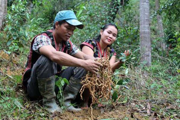 Gia đ&amp;igrave;nh anh Cơ L&amp;acirc;u Th&amp;aacute;i Ngọc với m&amp;ocirc; h&amp;igrave;nh trồng s&amp;acirc;m ba k&amp;iacute;ch