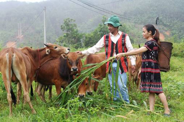 M&amp;ocirc; h&amp;igrave;nh chăn nu&amp;ocirc;i b&amp;ograve; của c&amp;aacute;c gia đ&amp;igrave;nh huyện miền n&amp;uacute;i T&amp;acirc;y Giang