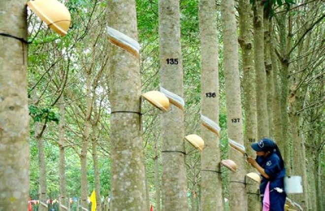 Cao su Phước H&amp;ograve;a dự chi 610 tỷ đồng trả cổ tức