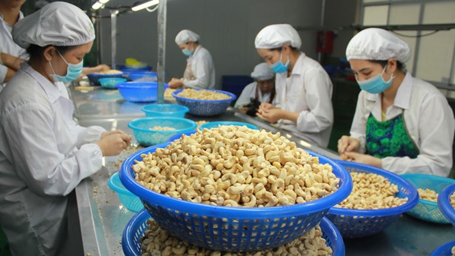 Hạt điều l&amp;agrave; một trong những mặt h&amp;agrave;ng c&amp;oacute; tăng trưởng xuất khẩu sang thị trường Israel kh&amp;aacute; tốt thời gian gần đ&amp;acirc;y