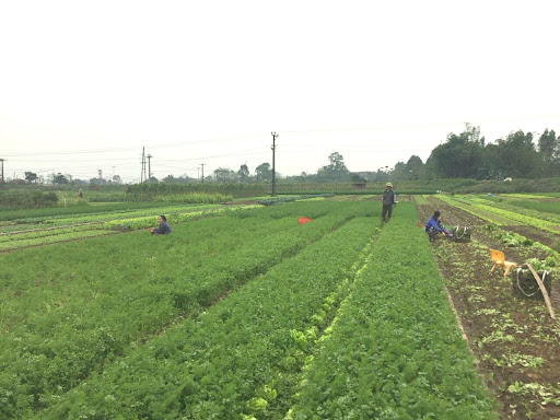 L&amp;agrave;ng rau Ph&amp;uacute; Lợi thị x&amp;atilde; Ph&amp;uacute; Thọ