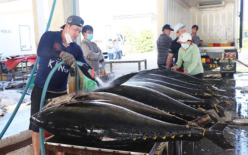 Xuất khẩu c&amp;aacute; ngừ sang Nhật gặp kh&amp;oacute; v&amp;igrave; tỷ gi&amp;aacute;