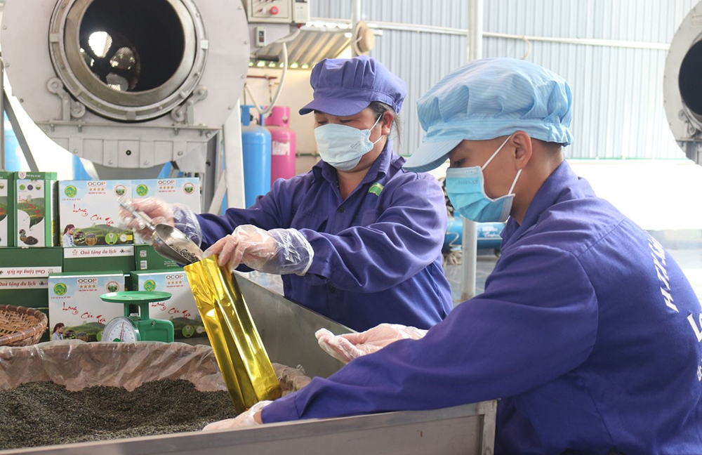 HTX Ch&amp;egrave; an to&amp;agrave;n x&amp;atilde; Long Cốc sản xuất v&amp;agrave; chế biến ch&amp;egrave; theo ti&amp;ecirc;u chuẩn VietGAP.