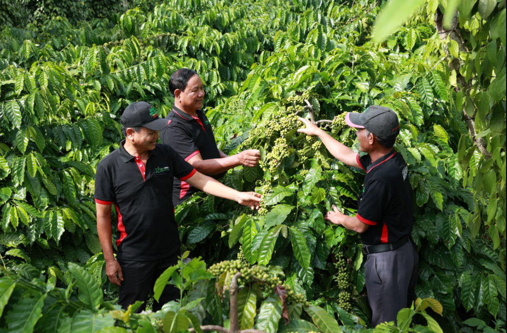 C&amp;aacute;c hộ n&amp;ocirc;ng d&amp;acirc;n tham gia dự &amp;aacute;n NESCAF&amp;Eacute; Plan được tập huấn v&amp;agrave; thực h&amp;agrave;nh phương ph&amp;aacute;p canh t&amp;aacute;c bền vững