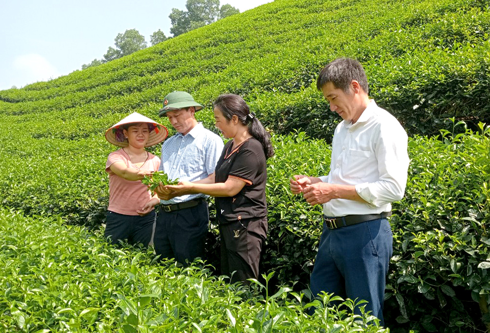 ch&amp;egrave; tại v&amp;ugrave;ng sản xuất của C&amp;ocirc;ng ty TNHH Ch&amp;egrave; Đức Tu&amp;acirc;n, huyện Đoan H&amp;ugrave;ng