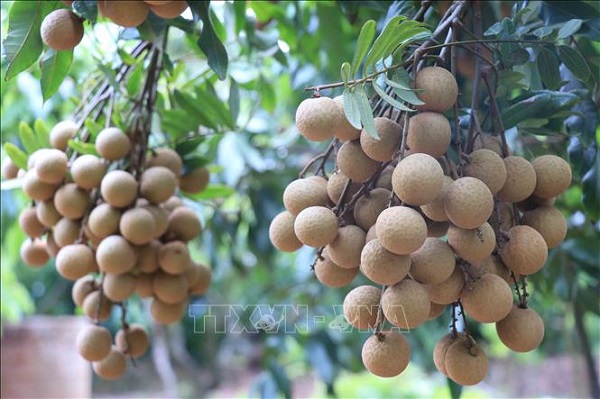 Nh&amp;atilde;n trồng theo ti&amp;ecirc;u chuẩn VietGap (Ảnh: Đinh Tuấn/TTXVN)
