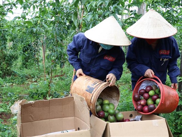 C&amp;ocirc;ng nh&amp;acirc;n nh&amp;agrave; m&amp;aacute;y Doveco Gia Lai thu hoạch chanh leo (Ảnh: Hồng Điệp/TTXVN)