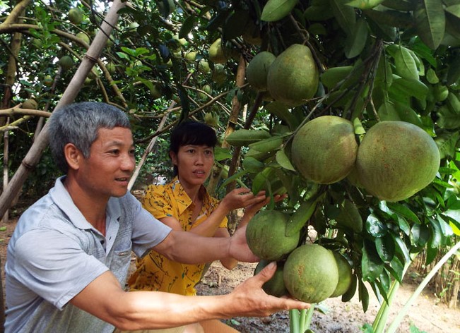 Người d&amp;acirc;n x&amp;atilde; Đ&amp;ocirc;ng Lai (T&amp;acirc;n Lạc-H&amp;ograve;a B&amp;igrave;nh)  kiểm tra chất lượng sản phẩm bưởi đỏ T&amp;acirc;n Lạc trước khi thu hoạch.