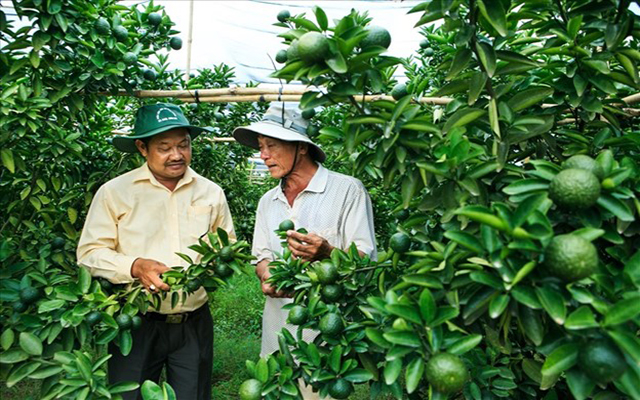 Lĩnh vực trồng trọt, B&amp;igrave;nh Dương c&amp;oacute; với nhiều loại c&amp;acirc;y trồng c&amp;oacute; gi&amp;aacute; trị như dưa lưới, c&amp;acirc;y c&amp;oacute; m&amp;uacute;i, chuối... To&amp;agrave;n tỉnh c&amp;oacute; khoảng 80 cơ sở sản xuất được cấp chứng nhận s&amp;aacute;n xuất theo quy tr&amp;igrave;nh VietGAP, GlobalGAP. B&amp;ecirc;n cạnh đ&amp;oacute;, rất nhiều sản phẩm của tỉnh đạt chứng nhận OCOP từ 3-4 sao.