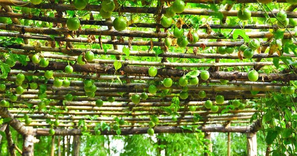 Khuyến c&amp;aacute;o n&amp;ocirc;ng d&amp;acirc;n kh&amp;ocirc;ng bỏ c&amp;acirc;y kh&amp;aacute;c để trồng sầu ri&amp;ecirc;ng, chanh leo