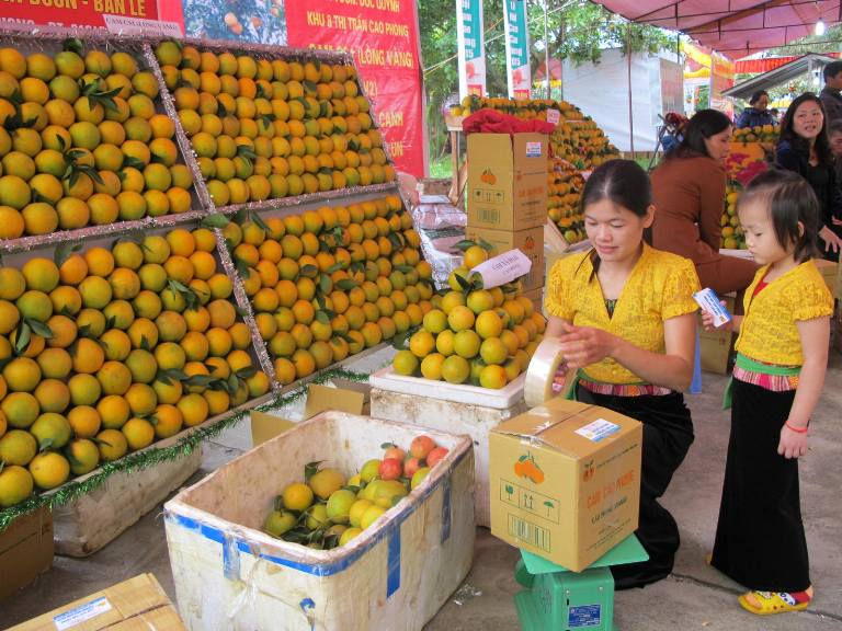 Ảnh minh họaCam sạch Cao Phong đ&amp;atilde; c&amp;oacute; mặt tr&amp;ecirc;n thị trường cả nước.