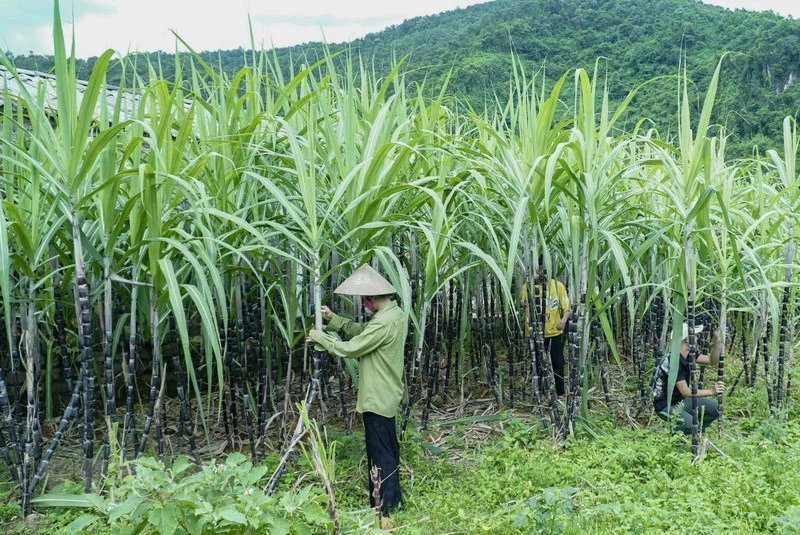 TTC ph&amp;aacute;t triển m&amp;ocirc; h&amp;igrave;nh kinh doanh kinh tế n&amp;ocirc;ng nghiệp th&amp;ocirc;ng minh, t&amp;iacute;ch hợp, tiến tới khẳng định vị thế l&amp;agrave;